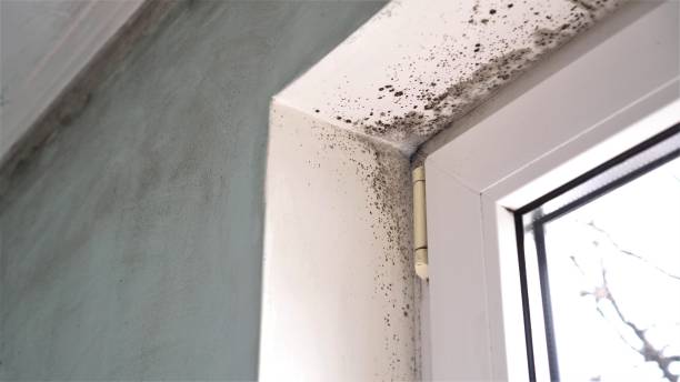 Best Mold Prevention Services  in Mitchellville, IA